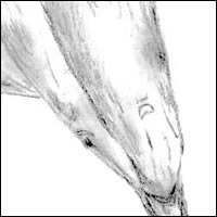 Zeichnung Delphin
